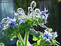 2005-1105borage